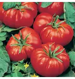 Buzzy Tomato Marmande VR - Delicious Juicy, Sweet Flesh Tomatoes - Large Tomatoes