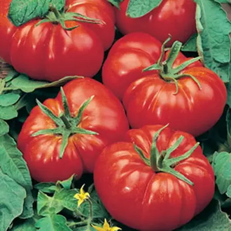 Buzzy Tomato Marmande VR - Delicious Juicy, Sweet Flesh Tomatoes - Large Tomatoes