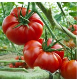 Buzzy Tomaat Marmande VR - Heerlijke Sappige, Zoete Vleestomaten - Grote Tomaten