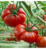 Buzzy Tomato Marmande VR - Delicious Juicy, Sweet Flesh Tomatoes - Large Tomatoes