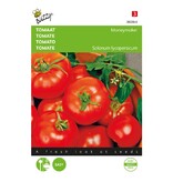 Buzzy Tomaat Moneymaker - Populaire Ras - Hoge Opbrengst - Ronde Tomaten