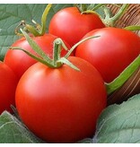 Buzzy Tomato Moneymaker - Popular Variety - High Yield - Round Tomatoes