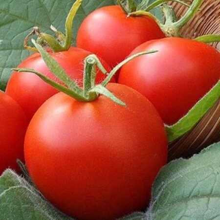 Buzzy Tomato Moneymaker - Popular Variety - High Yield - Round Tomatoes