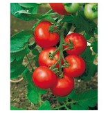 Buzzy Tomato Moneymaker - Popular Variety - High Yield - Round Tomatoes