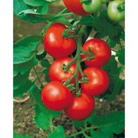 Buzzy Tomato Moneymaker - Popular Variety - High Yield - Round Tomatoes