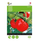 Buzzy Tomato Pyros F1 - Hybrid - High Yield - Excellent for outdoor cultivation