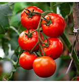 Buzzy Tomate Pyros F1 - Hybride - Hoher Ertrag - Hervorragend für den Anbau im Freien