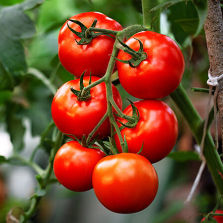 Buzzy Tomato Pyros F1 - Hybrid - High Yield - Excellent for outdoor cultivation
