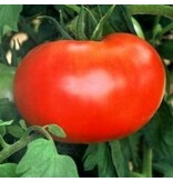 Buzzy Tomato Pyros F1 - Hybrid - High Yield - Excellent for outdoor cultivation
