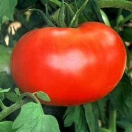 Buzzy Tomato Pyros F1 - Hybrid - High Yield - Excellent for outdoor cultivation