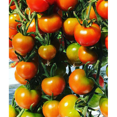 Buzzy Balkontomat Maja - Ideal For Small Spaces Like Balcony - 45 cm. Height