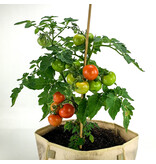 Buzzy Balkontomat Maja - Ideal For Small Spaces Like Balcony - 45 cm. Height