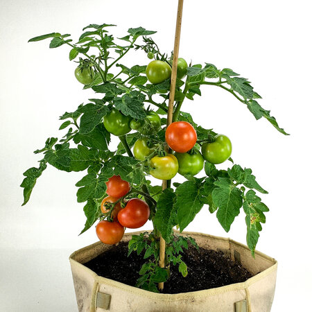Buzzy Balkontomat Maja - Ideal For Small Spaces Like Balcony - 45 cm. Height