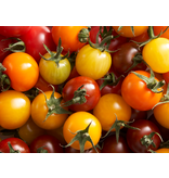 Buzzy Cherry Tomato Mix - Mixed Balcony Tomatoes - 4 varieties - Cherry Mix - Cocktail Tomatoes