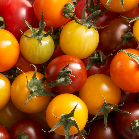 Buzzy Cherry Tomato Mix - Mixed Balcony Tomatoes - 4 varieties - Cherry Mix - Cocktail Tomatoes
