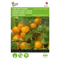 Low cherry tomato - Yellow