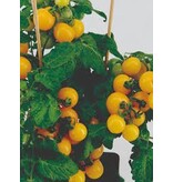 Buzzy Low Cherry Tomato - Yellow - Sweet And Juicy - Candy Tomatoes - Ca. 30 cm. High