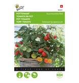 Buzzy Kerstomaat - Micro Cherry - Hangend Kerstomaat - Ideaal Voor Balkon En Terras