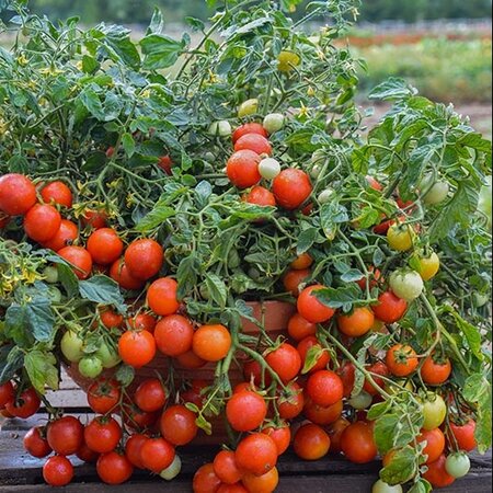 Buzzy Kerstomaat - Micro Cherry - Hangend Kerstomaat - Ideaal Voor Balkon En Terras