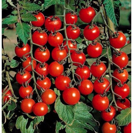 Buzzy Cherry Tomato - Supersweet 100 F1 - Hybrid - Sweet Cherry Tomatoes