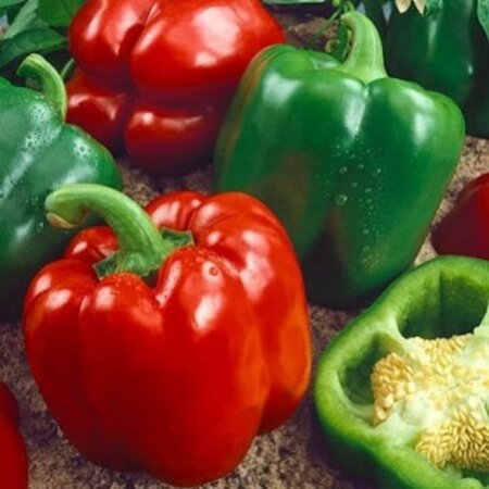 Buzzy Sweet pepper Yolo Wunder - Quality Vegetable Seeds With High Germination