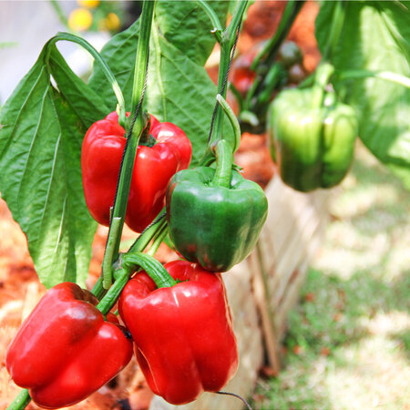 Buzzy Sweet pepper Yolo Wunder - Quality Vegetable Seeds With High Germination