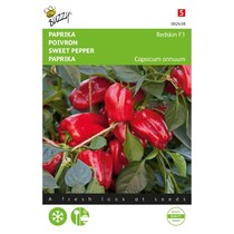 Sweet Pepper - Paragon