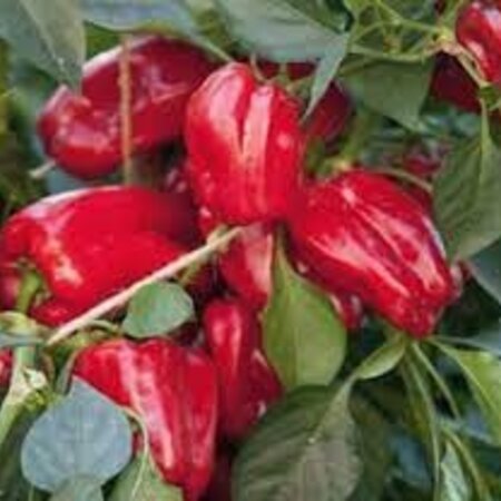 Buzzy Paprika - Paragon - Rode Snackpaprika - Ideaal Voor Potten Op Balkon En Terras