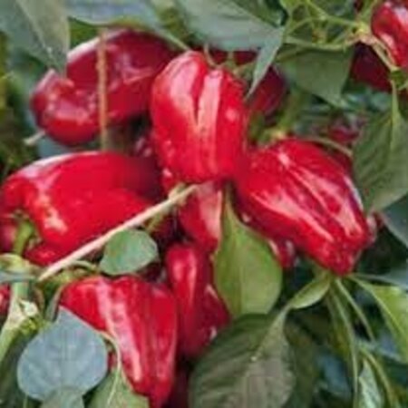 Buzzy Sweet Peppers - Paragon - Red Snack Peppers - Ideal For Pots On Balcony And Terrace