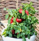 Buzzy Sweet Peppers - Paragon - Red Snack Peppers - Ideal For Pots On Balcony And Terrace