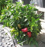 Buzzy Sweet Peppers - Paragon - Red Snack Peppers - Ideal For Pots On Balcony And Terrace
