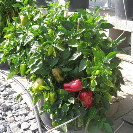 Buzzy Paprika - Paragon - Rode Snackpaprika - Ideaal Voor Potten Op Balkon En Terras