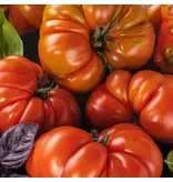 Buzzy Vleestomaat Coeur de Boeuf - Franse Tomaat - Heerlijke Tomaten Voor In Salades