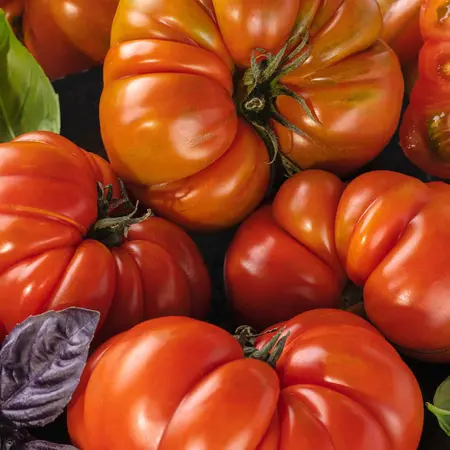 Buzzy Beef Tomato Coeur de Boeuf - French Tomato - Delicious Tomatoes For Salads