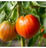 Buzzy Vleestomaat Coeur de Boeuf - Franse Tomaat - Heerlijke Tomaten Voor In Salades