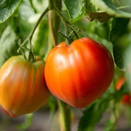 Buzzy Beef Tomato Coeur de Boeuf - French Tomato - Delicious Tomatoes For Salads