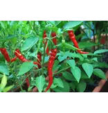 Buzzy Spanish Pepper - Cayenne Long Slim - Sharp Taste - Ideal for oriental dishes