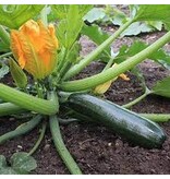 Buzzy Courgette - Black Beauty Seeds - Buy Vegetable Seeds? - Garden Select