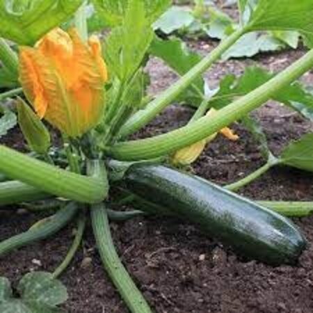 Buzzy Courgette - Black Beauty Seeds - Buy Vegetable Seeds? - Garden Select