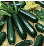 Buzzy Zucchini - Black Beauty Seeds - Gemüsesaatgut kaufen? - Garden Select