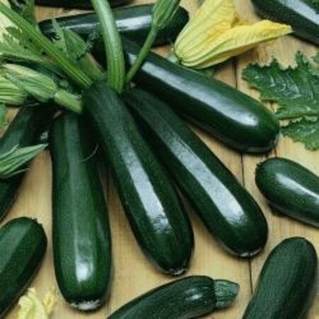 Buzzy Courgette - Black Beauty Seeds - Buy Vegetable Seeds? - Garden Select
