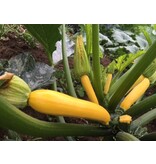 Buzzy Courgette - Gold Rush F1 - Hybrid - Yellow - Buy Vegetable Seeds?