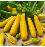 Buzzy Zucchini - Gold Rush F1 - Hybrid - Gelb - Gemüsesaatgut kaufen?