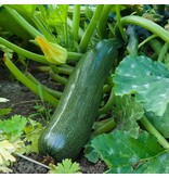 Buzzy Courgette - Diamond F1 - Hybrid - Buy Vegetable Seeds?