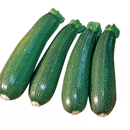 Buzzy Courgette - Diamond F1 - Hybrid - Buy Vegetable Seeds?