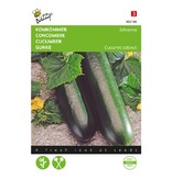 Buzzy Komkommer - Johanna - Komkommer Zaden Kopen? - Garden Select