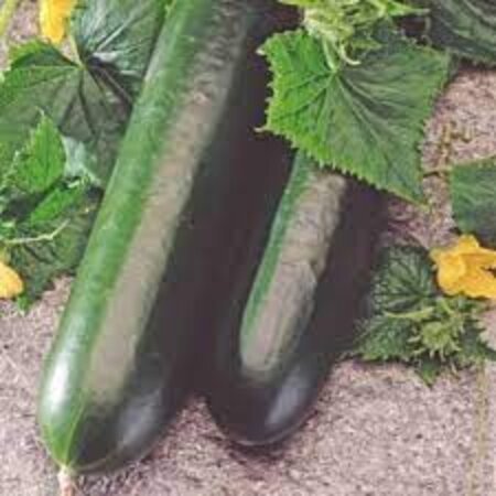 Buzzy Cucumber - Johanna - Buy Cucumber Seeds? - Garden Select