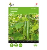 Buzzy Komkommer - Euphoria F1 - Hybride - Snel Groeiend en Productief Komkomerras
