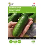 Buzzy Snack cucumber Iznik F1 - Mini cucumber from 12 to 14 cm. - Snack cucumber