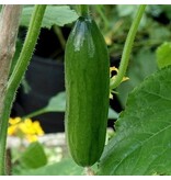 Buzzy Snack cucumber Iznik F1 - Mini cucumber from 12 to 14 cm. - Snack cucumber